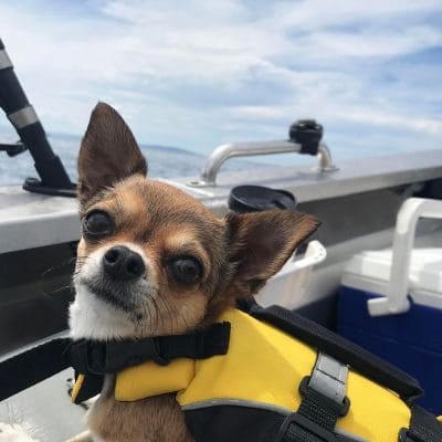 Cute dog wearing life jacket on Custom Cat Charters pet-friendly trip