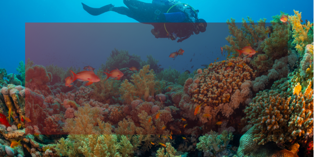The Middle Keys are teeming with reef and wreck species.