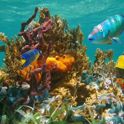 Colorful coral reef with tropical fish during Custom Cat Charters snorkel tour