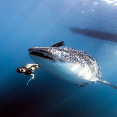 Dolphin swimming gracefully alongside diver on Custom Cat Charters trip