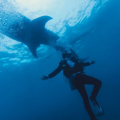 Whale and snorkeler encounter during Custom Cat Charters ocean adventure and we click your adventure movement