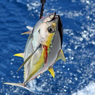 Freshly caught tuna fish highlighting fishing adventure with Custom Cat Charters