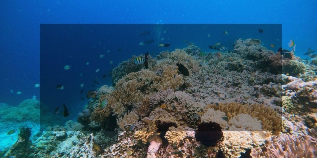 Coral reef exploration with divers enjoying Custom Cat Charters ocean tours