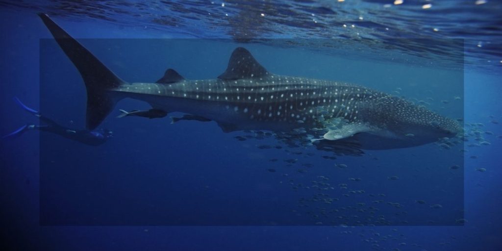 Whale shark swimming in open sea during Custom Cat Charters diving trip
