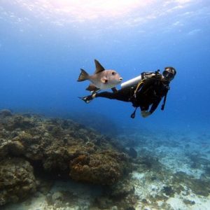 Diver swimming near coral reef during Custom Cat Charters underwater tour