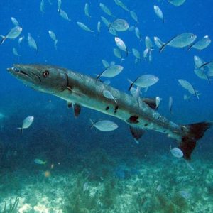 Barracuda swimming in clear waters during Custom Cat Charters snorkeling tour