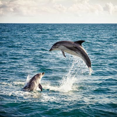 Dolphin Tours in Marathon, FL